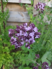 Origanum