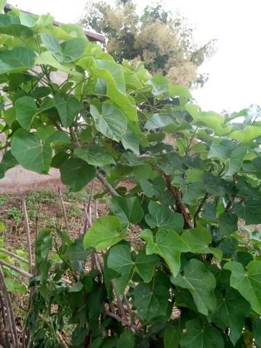 Jatropha curcas image