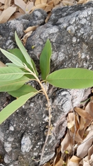 Sideroxylon tepicense