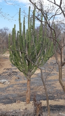 Stenocereus montanus