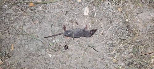 Suncus murinus observed 2024-10-16