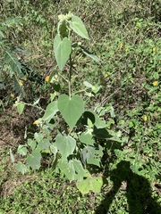 Allowissadula holosericea