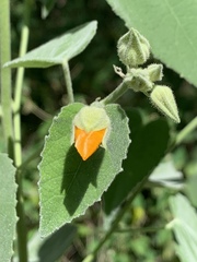 Allowissadula holosericea