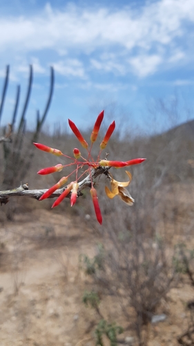 Mexican tree ocotillo