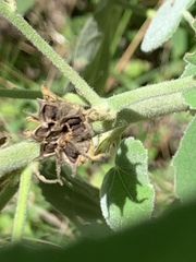 Allowissadula holosericea