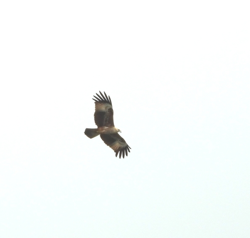 Brahminy Kite