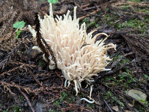 Clavaria fragilis