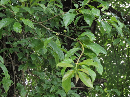 Campomanesia guaviroba, photograph 5