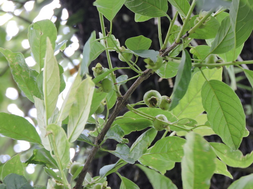 Campomanesia guaviroba, photograph 4