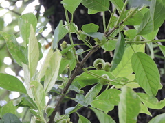 Campomanesia guaviroba, photograph (c) Fabrício Mil Homens Riella, some rights reserved (CC BY)