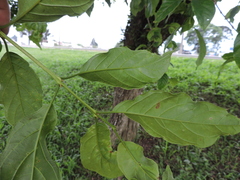 Campomanesia guaviroba, photograph (c) Fabrício Mil Homens Riella, some rights reserved (CC BY)