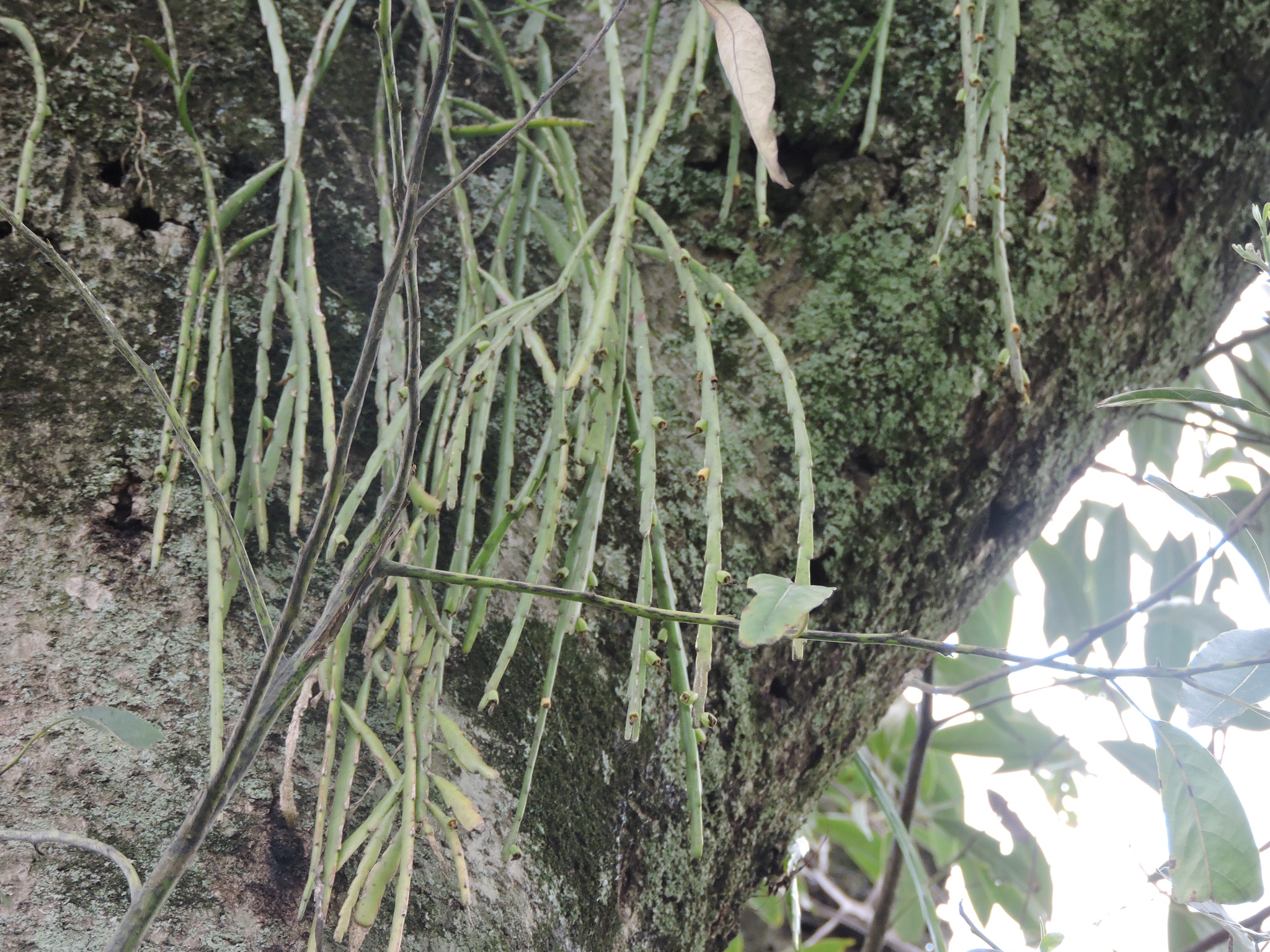 Lepismium warmingianum