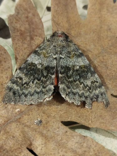 French Red Underwing, 4292 Dobri dol, Bulgaria, photo 6 of 10