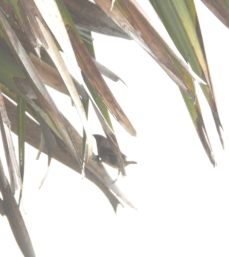 Scaly-breasted Munia