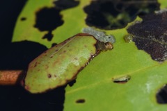 Elophila nymphaeata