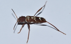 Neoclytus cacicus