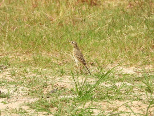 Paddyfield Pipit
