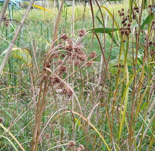 Scirpus mitsukurianus iNat (2)