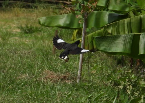 Great Myna