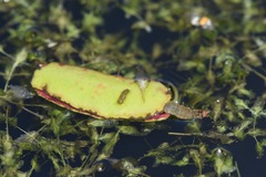 Elophila nymphaeata