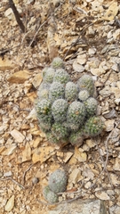 Mammillaria sheldonii