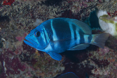 Indigo Hamlet photo 2