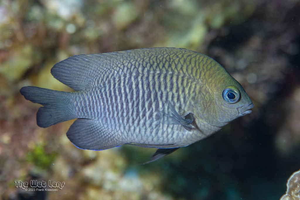 Longfin Damselfish