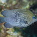 Longfin Damselfish - Photo (c) Frank Krasovec, some rights reserved (CC BY-NC), uploaded by Frank Krasovec