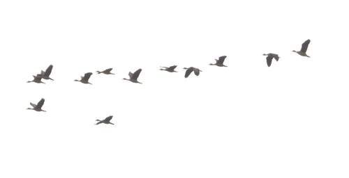 Lesser Whistling-Duck