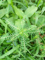Phyllanthus niruri