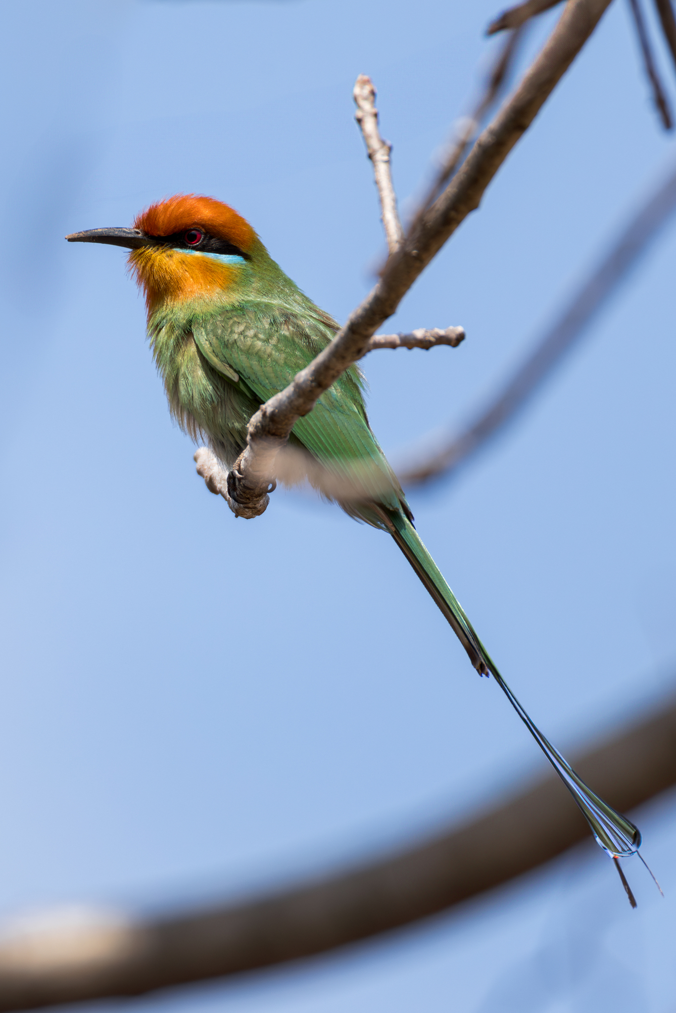 Böhm's Bee-eater (Merops boehmi), photo 7