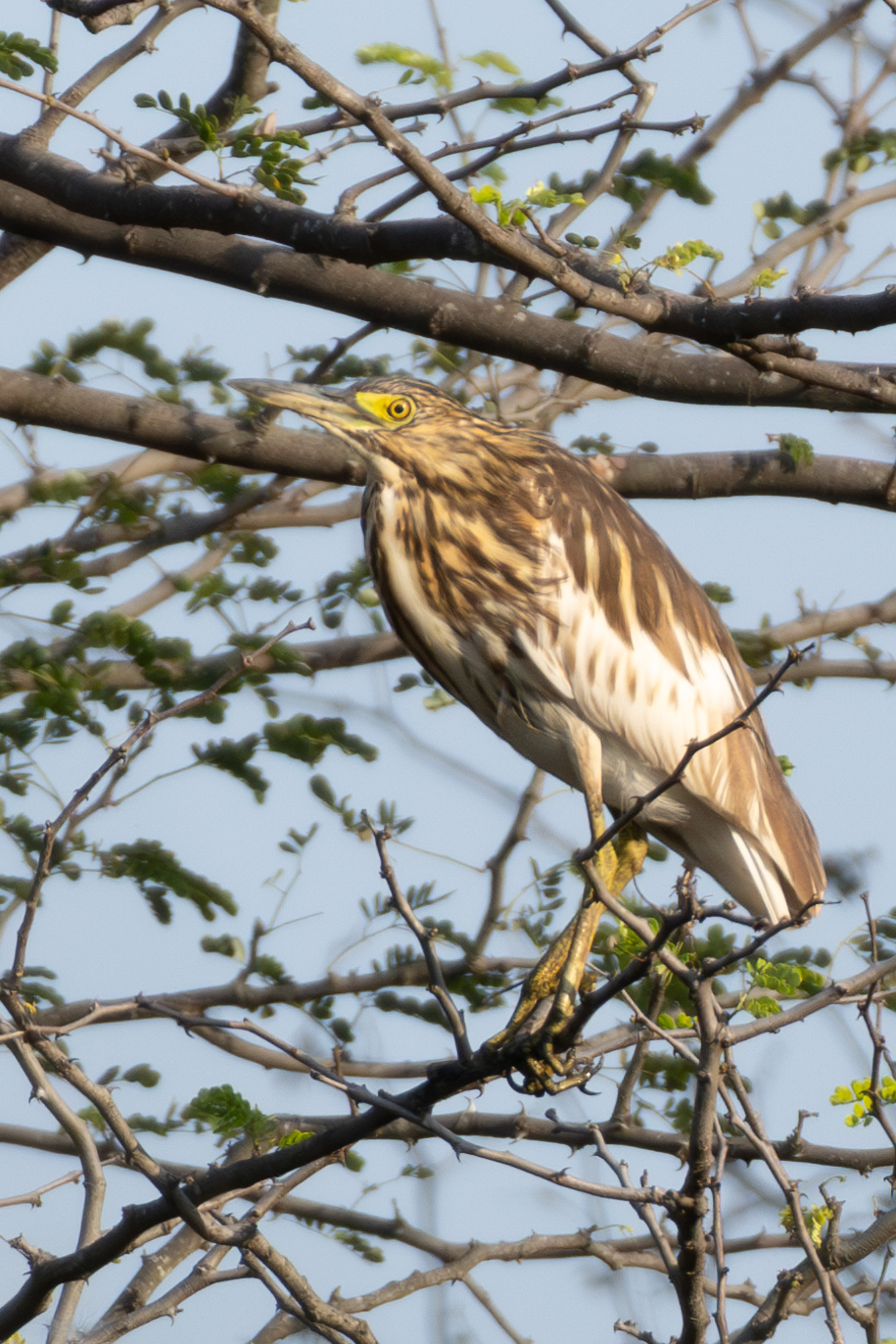 Malagasy Pond Heron (Ardeola idae), photo 8
