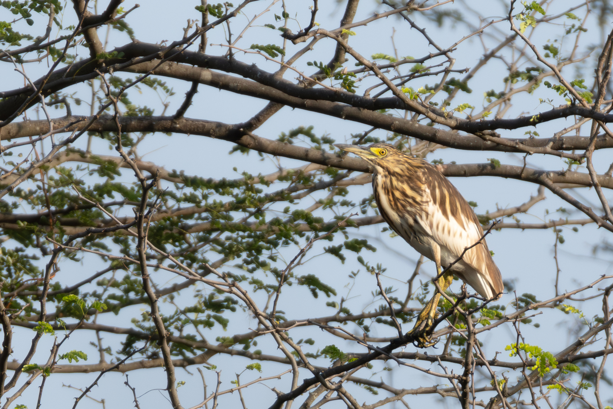 Malagasy Pond Heron (Ardeola idae), photo 9