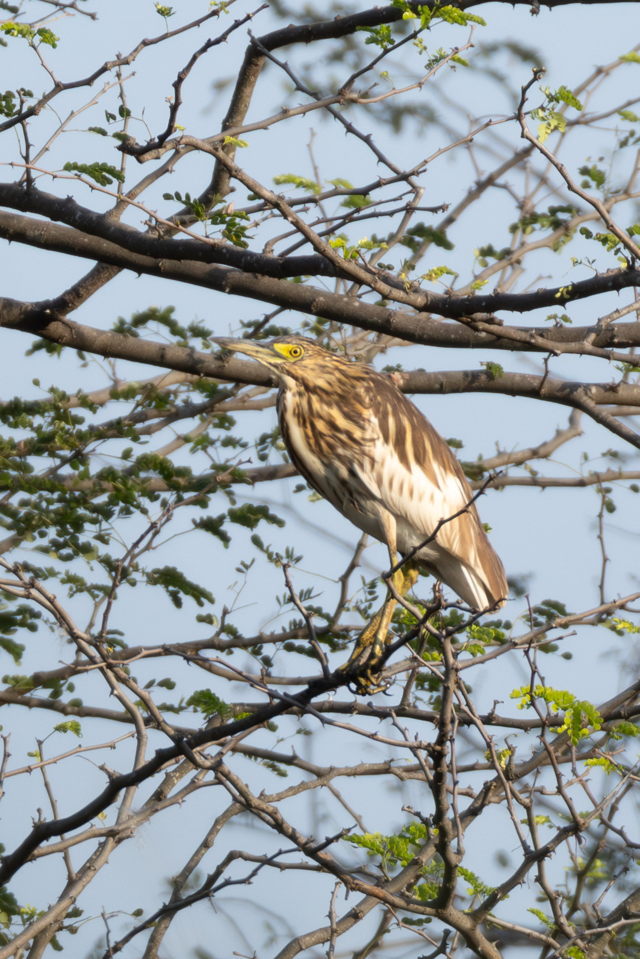 Malagasy Pond Heron (Ardeola idae), photo 10