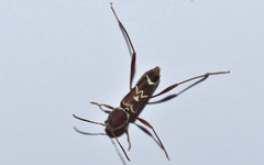 Neoclytus cacicus