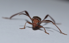 Neoclytus cacicus
