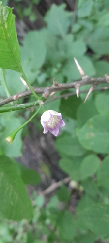 Image of Vassobia breviflora by (c) rafa perazzolo, some rights reserved (CC BY)