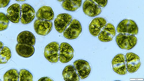 Cosmarium tetraophthalmum, 2024-08-03