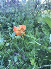 Lilium pardalinum shastense