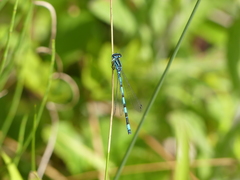 Coenagrion mercuriale