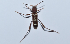 Neoclytus cacicus
