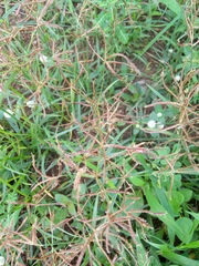 Cyperus sphaerospermus