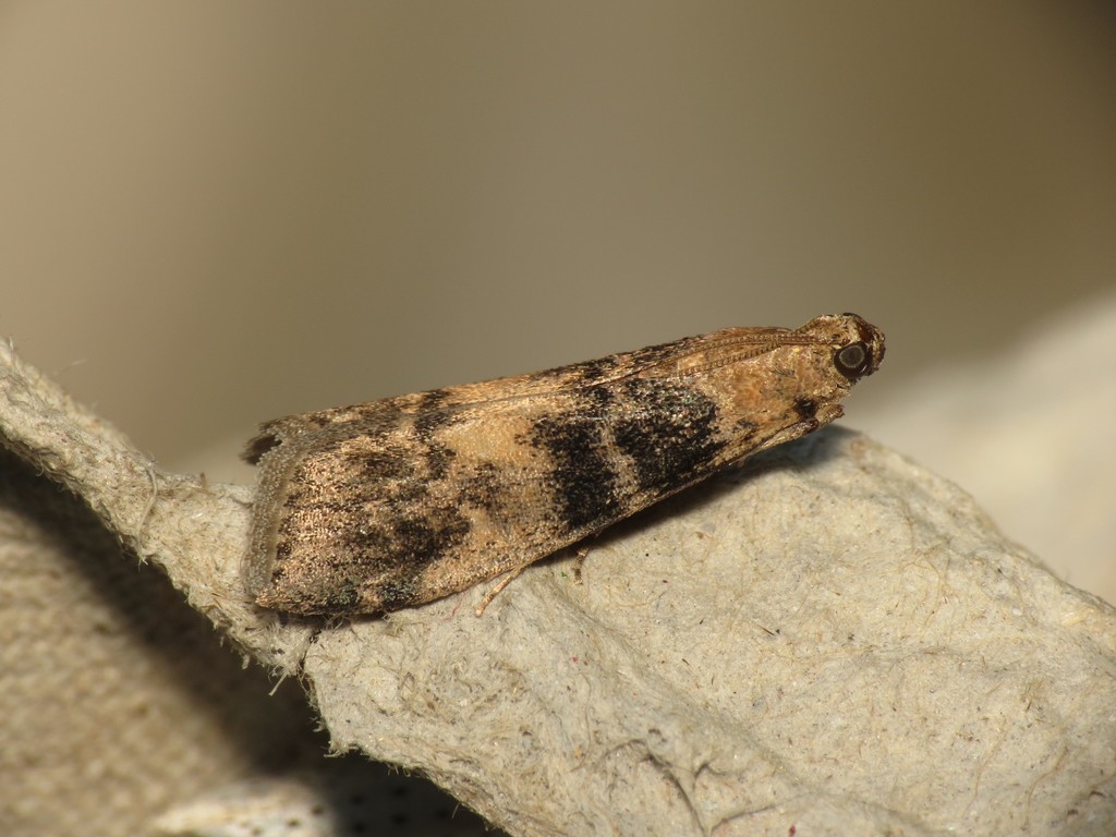 Ash-bark Knot-horn