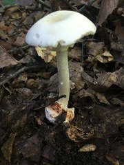 None (Amanita brunnescens)