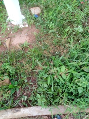 Cyperus sphaerospermus