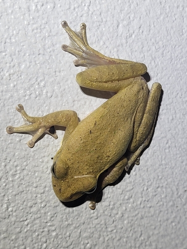 Drab Tree Frog, Smilisca sordida