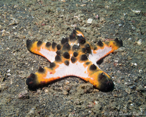 Chocolate Chip Sea Star, photo 1 of 7