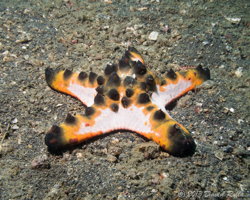 Bintang laut bertanduk (Protoreaster nodosus)