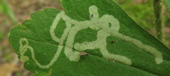 Phytomyza loewii