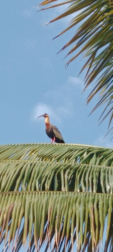 Buff-necked Ibis